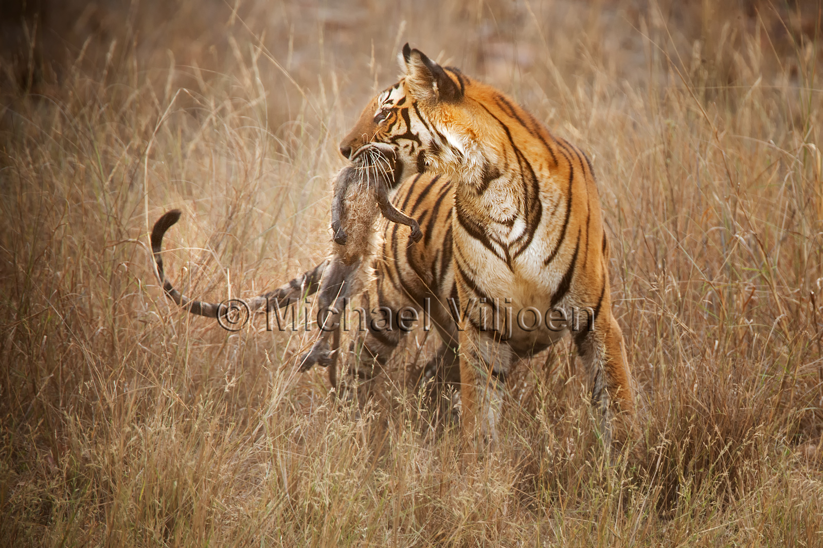 Tigers