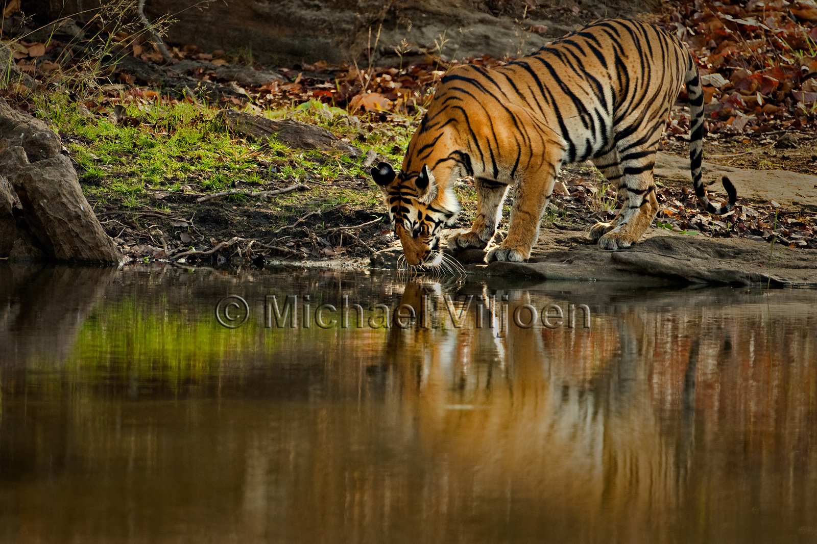 Tigers