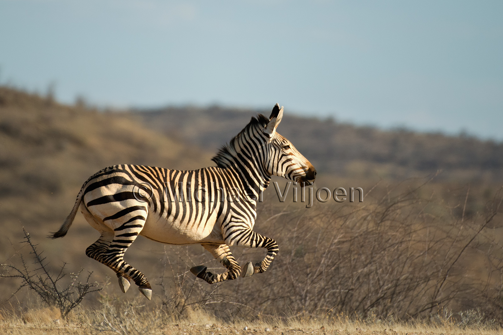 Zebra