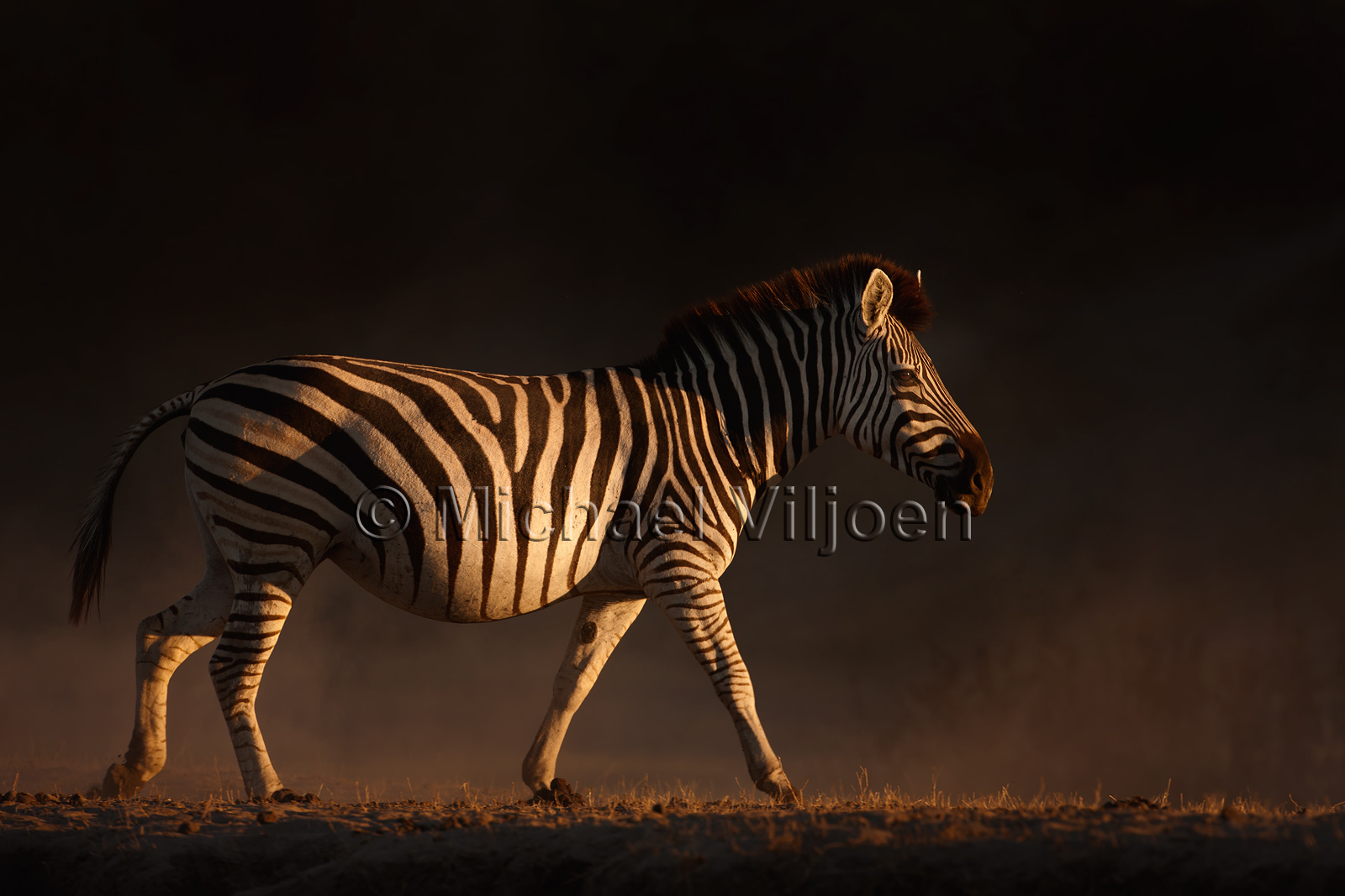 Zebra