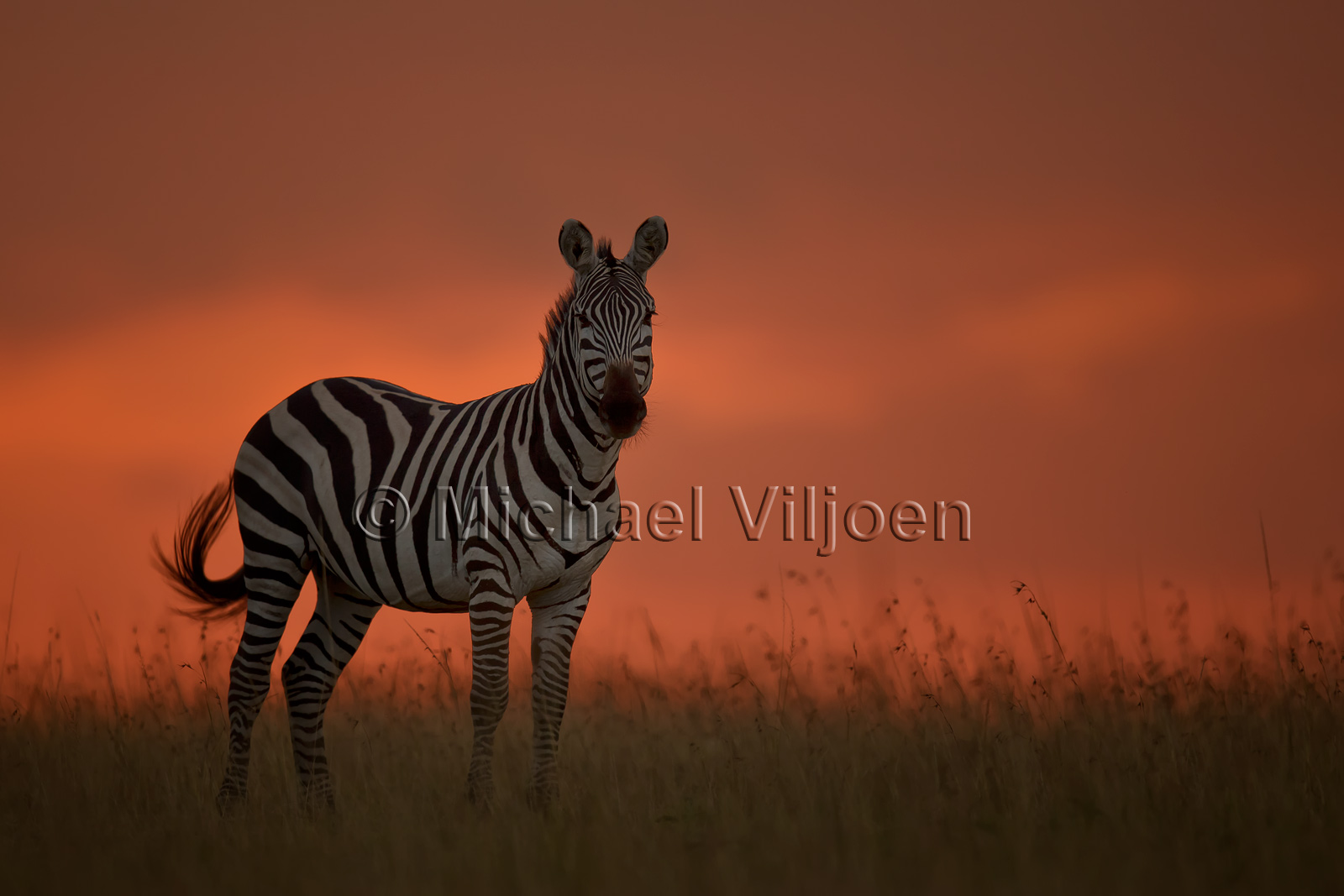 Zebra