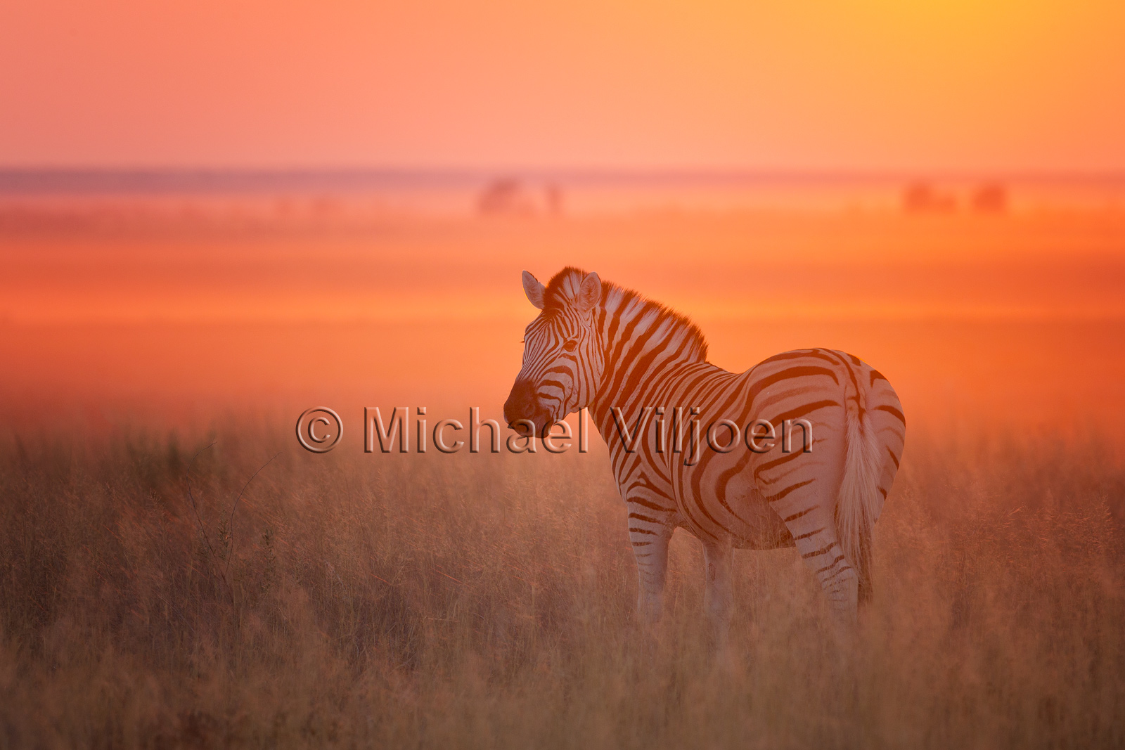 Zebra