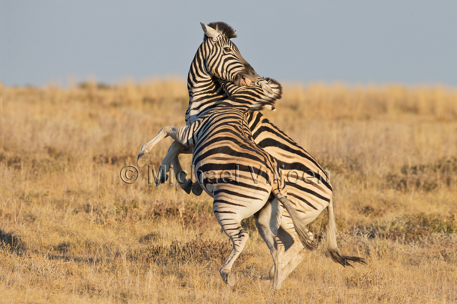 Zebra