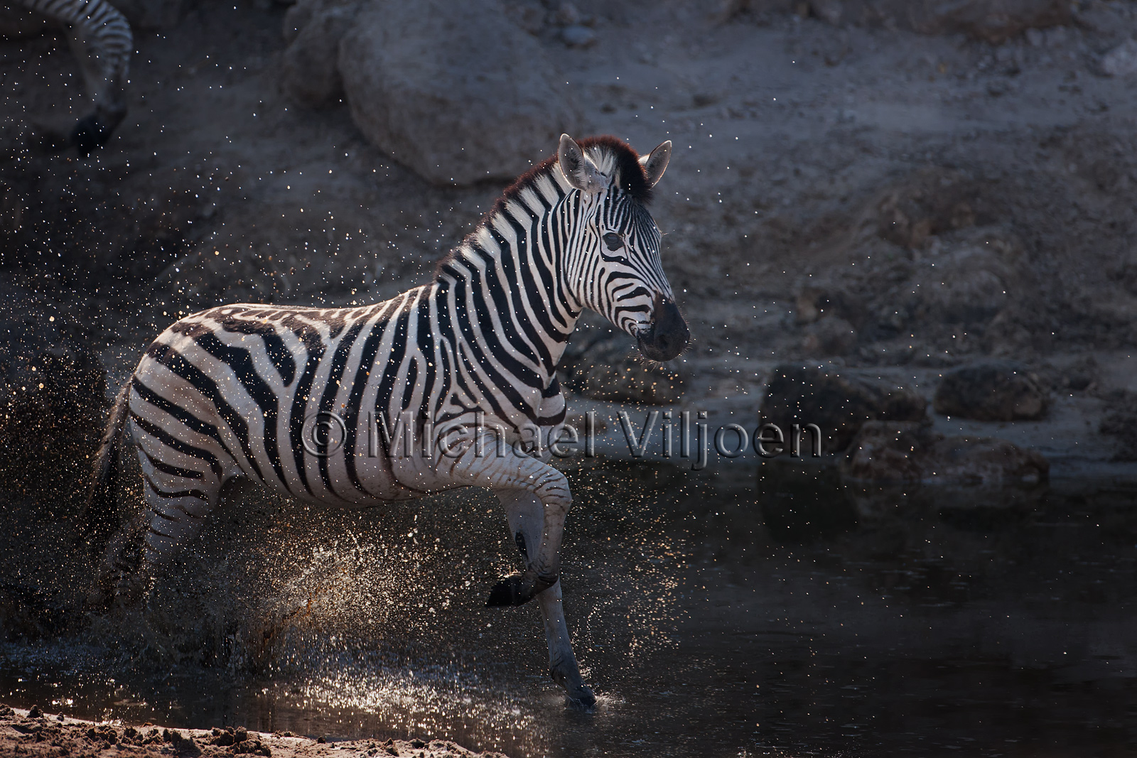 Zebra